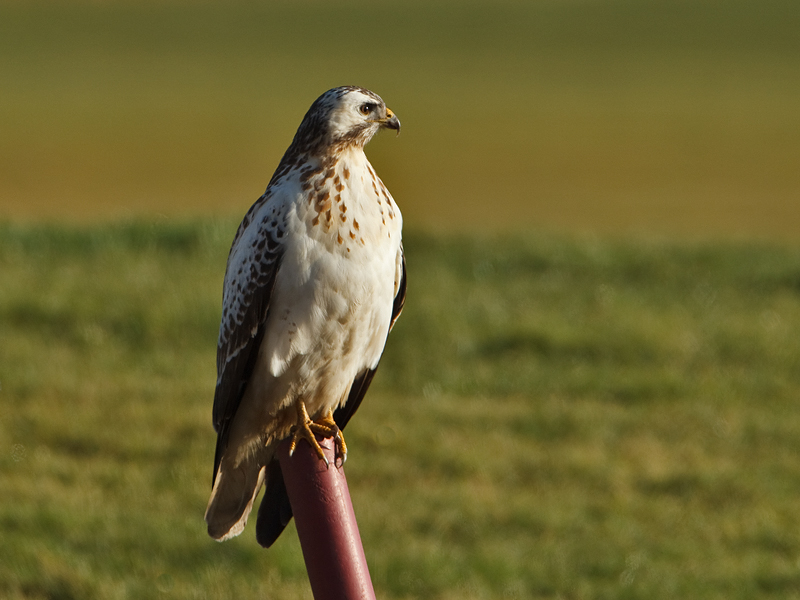 Buteo buteo Buizerd Common Buzzard